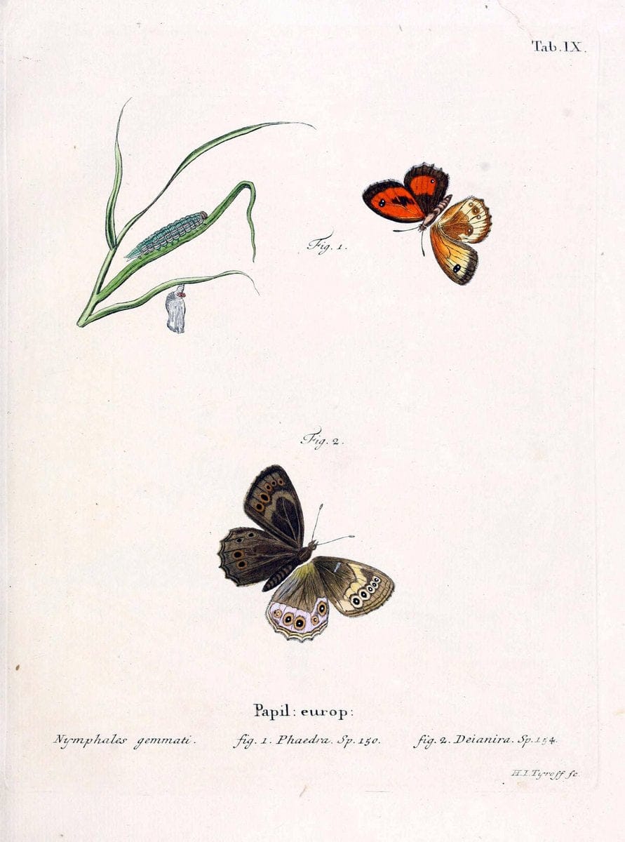 Die Schmetterlinge in Abbildungen nach der Natur. v.1 plates.Leipzig :T.O. Weigel,[1829-1839] | Butterflies Europe Lepidoptera "Pictorial works"  | Vintage Print Reproduction 472550