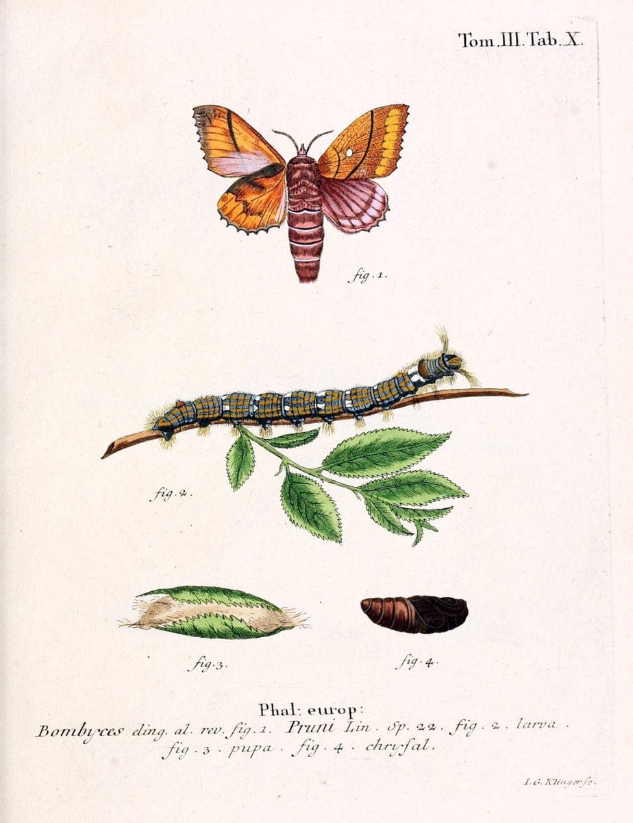 Die Schmetterlinge in Abbildungen nach der Natur /.Leipzig :T.O. Weigel,[1829-1839]. | Butterflies Europe Lepidoptera "Pictorial works" | Vintage Print Reproduction 472551