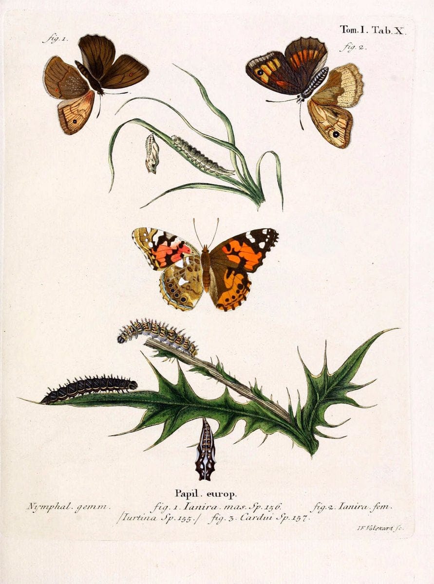 Die Schmetterlinge in Abbildungen nach der Natur. v.1 plates.Leipzig :T.O. Weigel,[1829-1839] | Butterflies Europe Lepidoptera "Pictorial works"  | Vintage Print Reproduction 472552