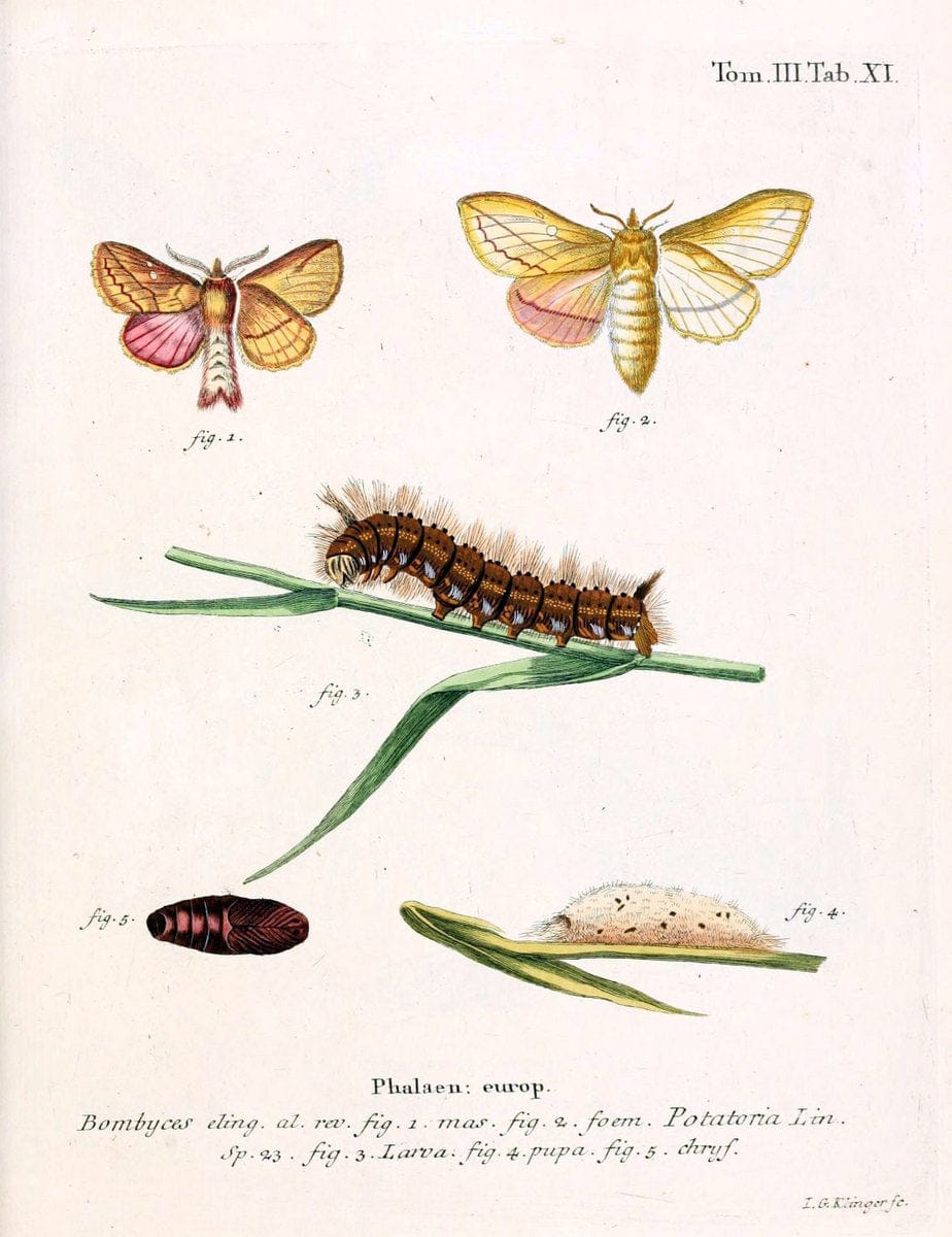 Die Schmetterlinge in Abbildungen nach der Natur /.Leipzig :T.O. Weigel,[1829-1839]. | Butterflies Europe Lepidoptera "Pictorial works" | Vintage Print Reproduction 472553