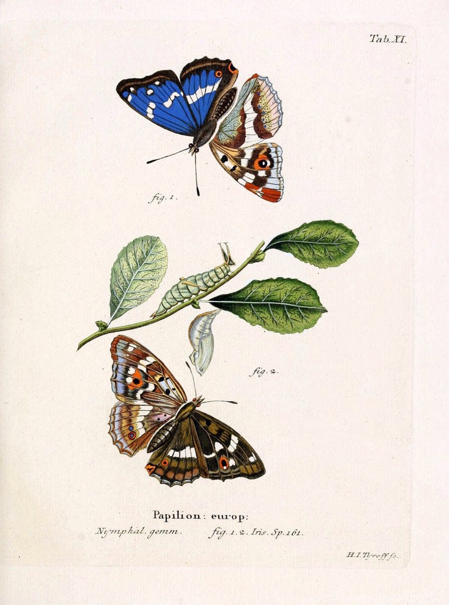 Die Schmetterlinge in Abbildungen nach der Natur. v.1 plates.Leipzig :T.O. Weigel,[1829-1839] | Butterflies Europe Lepidoptera "Pictorial works"  | Vintage Print Reproduction 472554