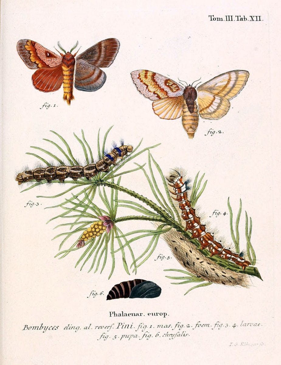 Die Schmetterlinge in Abbildungen nach der Natur /.Leipzig :T.O. Weigel,[1829-1839]. | Butterflies Europe Lepidoptera "Pictorial works" | Vintage Print Reproduction 472555