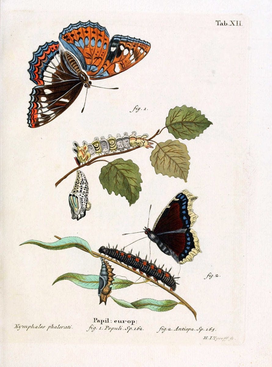 Die Schmetterlinge in Abbildungen nach der Natur. v.1 plates.Leipzig :T.O. Weigel,[1829-1839] | Butterflies Europe Lepidoptera "Pictorial works"  | Vintage Print Reproduction 472556