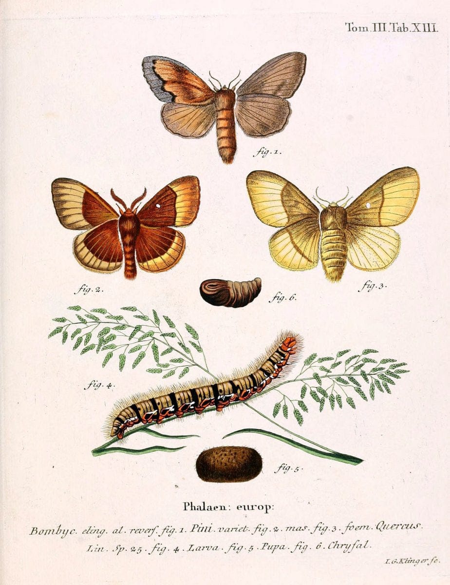 Die Schmetterlinge in Abbildungen nach der Natur /.Leipzig :T.O. Weigel,[1829-1839]. | Butterflies Europe Lepidoptera "Pictorial works" | Vintage Print Reproduction 472557