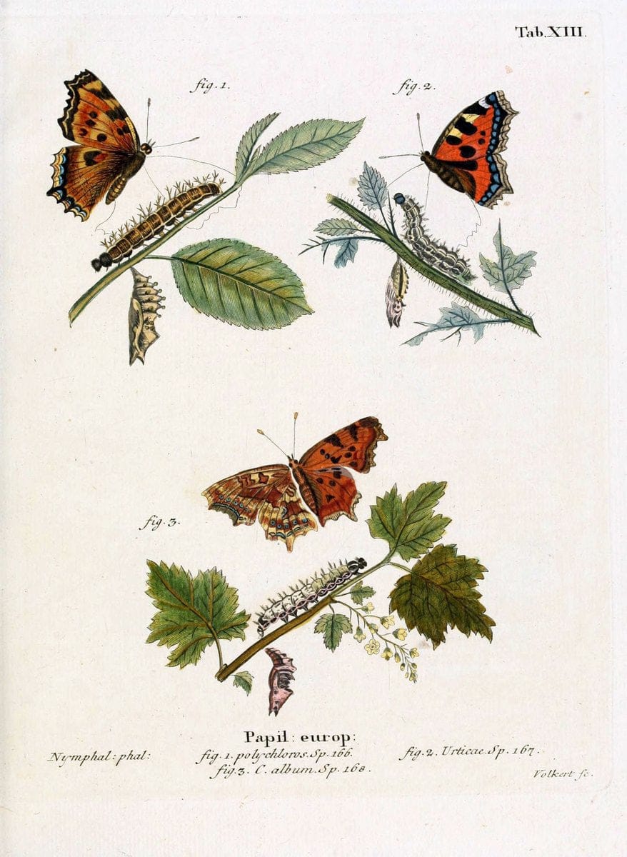 Die Schmetterlinge in Abbildungen nach der Natur. v.1 plates.Leipzig :T.O. Weigel,[1829-1839] | Butterflies Europe Lepidoptera "Pictorial works"  | Vintage Print Reproduction 472558