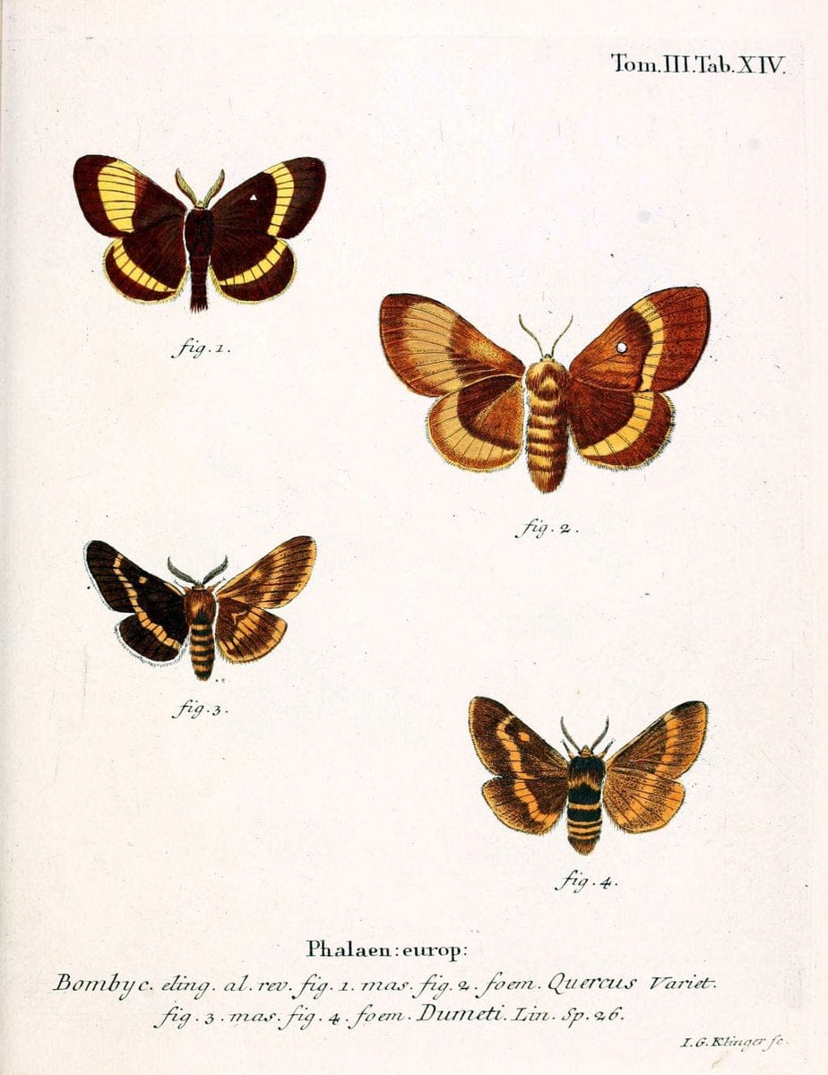 Die Schmetterlinge in Abbildungen nach der Natur /.Leipzig :T.O. Weigel,[1829-1839]. | Butterflies Europe Lepidoptera "Pictorial works" | Vintage Print Reproduction 472559