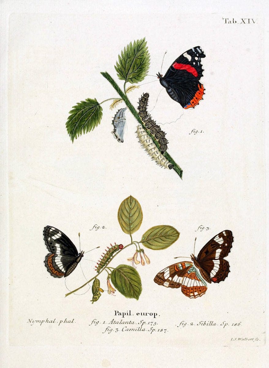 Die Schmetterlinge in Abbildungen nach der Natur. v.1 plates.Leipzig :T.O. Weigel,[1829-1839] | Butterflies Europe Lepidoptera "Pictorial works"  | Vintage Print Reproduction 472560