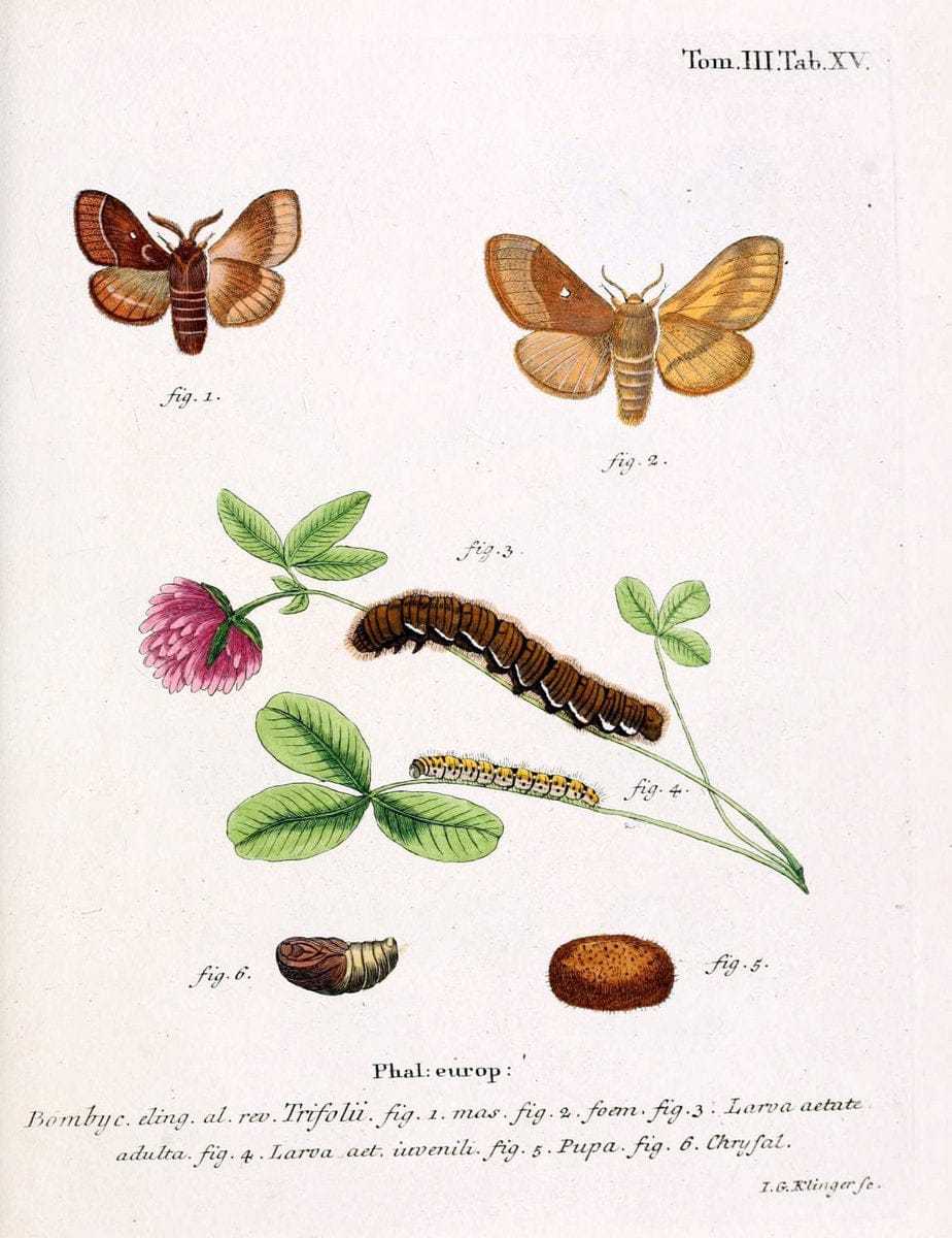 Die Schmetterlinge in Abbildungen nach der Natur /.Leipzig :T.O. Weigel,[1829-1839]. | Butterflies Europe Lepidoptera "Pictorial works" | Vintage Print Reproduction 472561