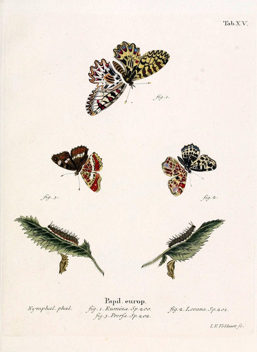 Die Schmetterlinge in Abbildungen nach der Natur. v.1 plates.Leipzig :T.O. Weigel,[1829-1839] | Butterflies Europe Lepidoptera "Pictorial works"  | Vintage Print Reproduction 472562