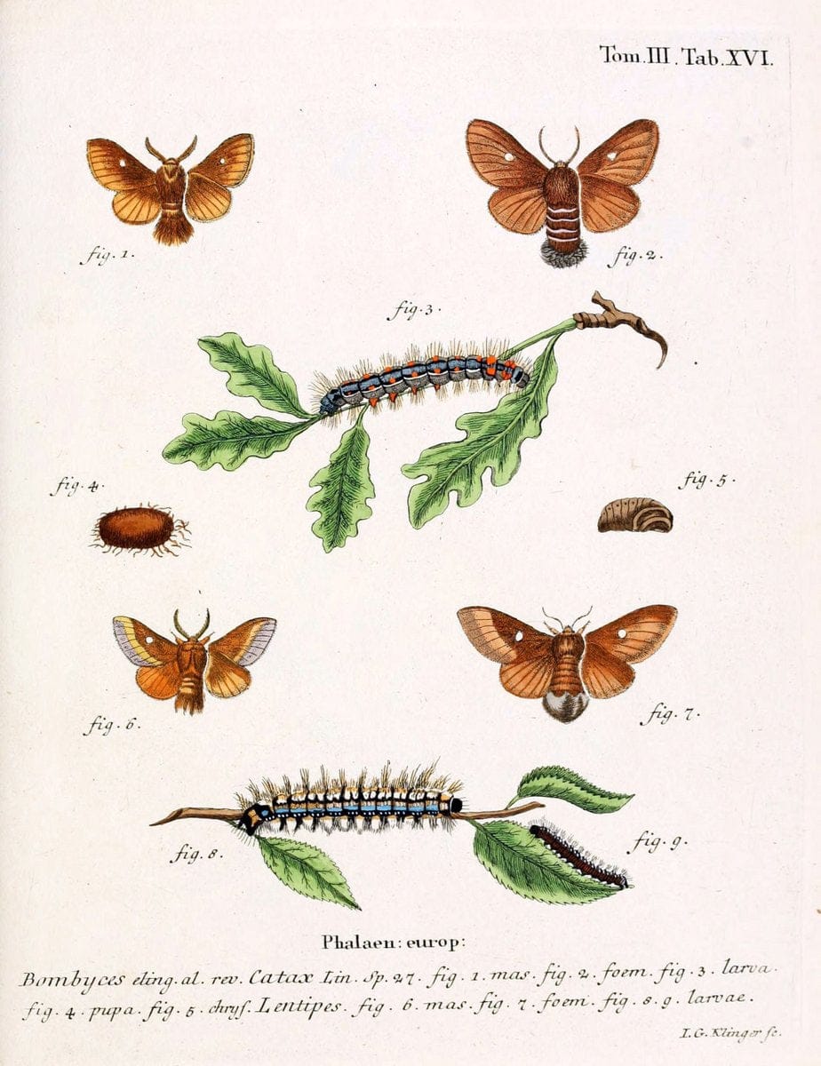 Die Schmetterlinge in Abbildungen nach der Natur /.Leipzig :T.O. Weigel,[1829-1839]. | Butterflies Europe Lepidoptera "Pictorial works" | Vintage Print Reproduction 472563