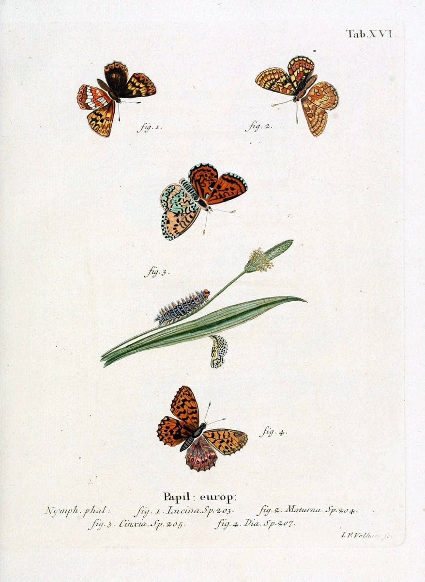 Die Schmetterlinge in Abbildungen nach der Natur. v.1 plates.Leipzig :T.O. Weigel,[1829-1839] | Butterflies Europe Lepidoptera "Pictorial works"  | Vintage Print Reproduction 472564