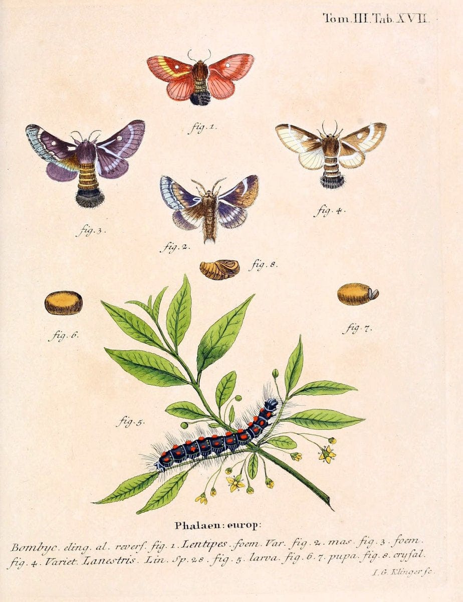 Die Schmetterlinge in Abbildungen nach der Natur /.Leipzig :T.O. Weigel,[1829-1839]. | Butterflies Europe Lepidoptera "Pictorial works" | Vintage Print Reproduction 472565