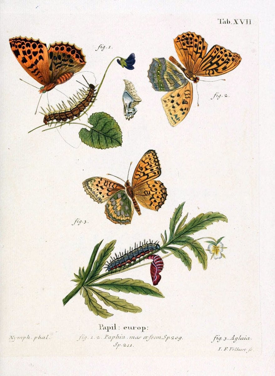 Die Schmetterlinge in Abbildungen nach der Natur. v.1 plates.Leipzig :T.O. Weigel,[1829-1839] | Butterflies Europe Lepidoptera "Pictorial works"  | Vintage Print Reproduction 472566