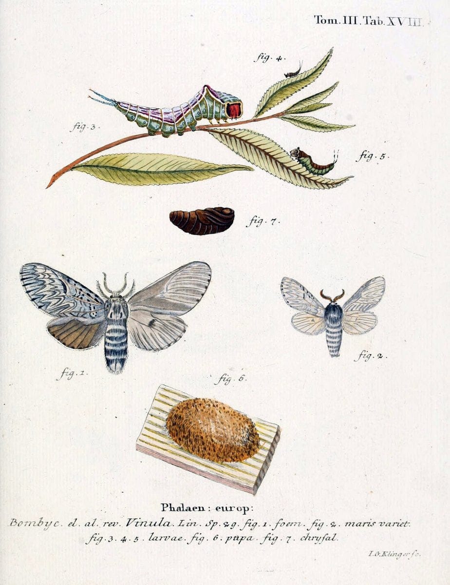 Die Schmetterlinge in Abbildungen nach der Natur /.Leipzig :T.O. Weigel,[1829-1839]. | Butterflies Europe Lepidoptera "Pictorial works" | Vintage Print Reproduction 472567