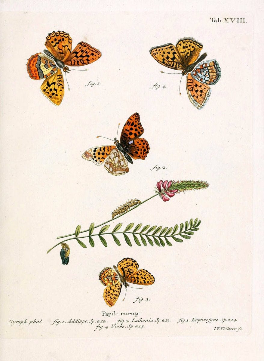 Die Schmetterlinge in Abbildungen nach der Natur. v.1 plates.Leipzig :T.O. Weigel,[1829-1839] | Butterflies Europe Lepidoptera "Pictorial works"  | Vintage Print Reproduction 472568