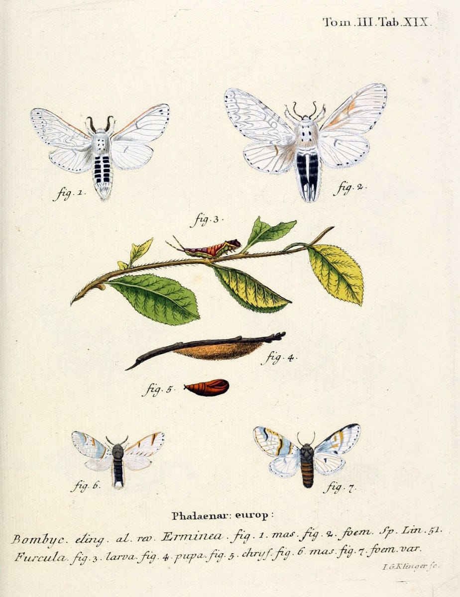 Die Schmetterlinge in Abbildungen nach der Natur /.Leipzig :T.O. Weigel,[1829-1839]. | Butterflies Europe Lepidoptera "Pictorial works" | Vintage Print Reproduction 472569