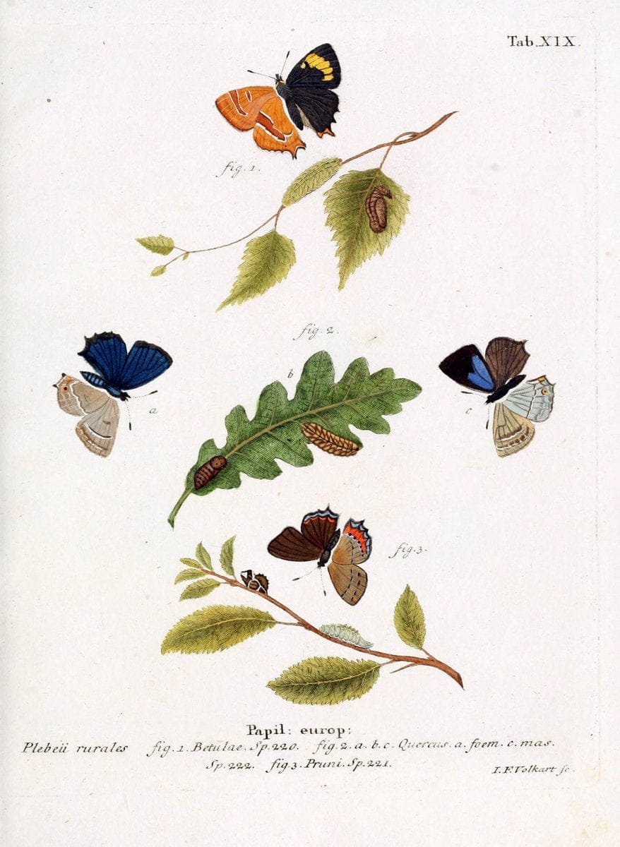 Die Schmetterlinge in Abbildungen nach der Natur. v.1 plates.Leipzig :T.O. Weigel,[1829-1839] | Butterflies Europe Lepidoptera "Pictorial works"  | Vintage Print Reproduction 472570