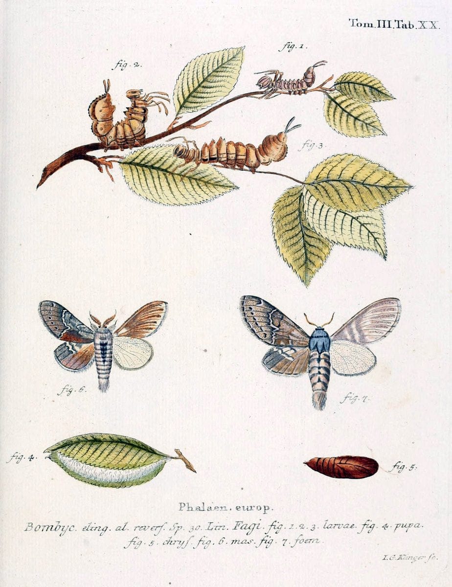 Die Schmetterlinge in Abbildungen nach der Natur /.Leipzig :T.O. Weigel,[1829-1839]. | Butterflies Europe Lepidoptera "Pictorial works" | Vintage Print Reproduction 472571