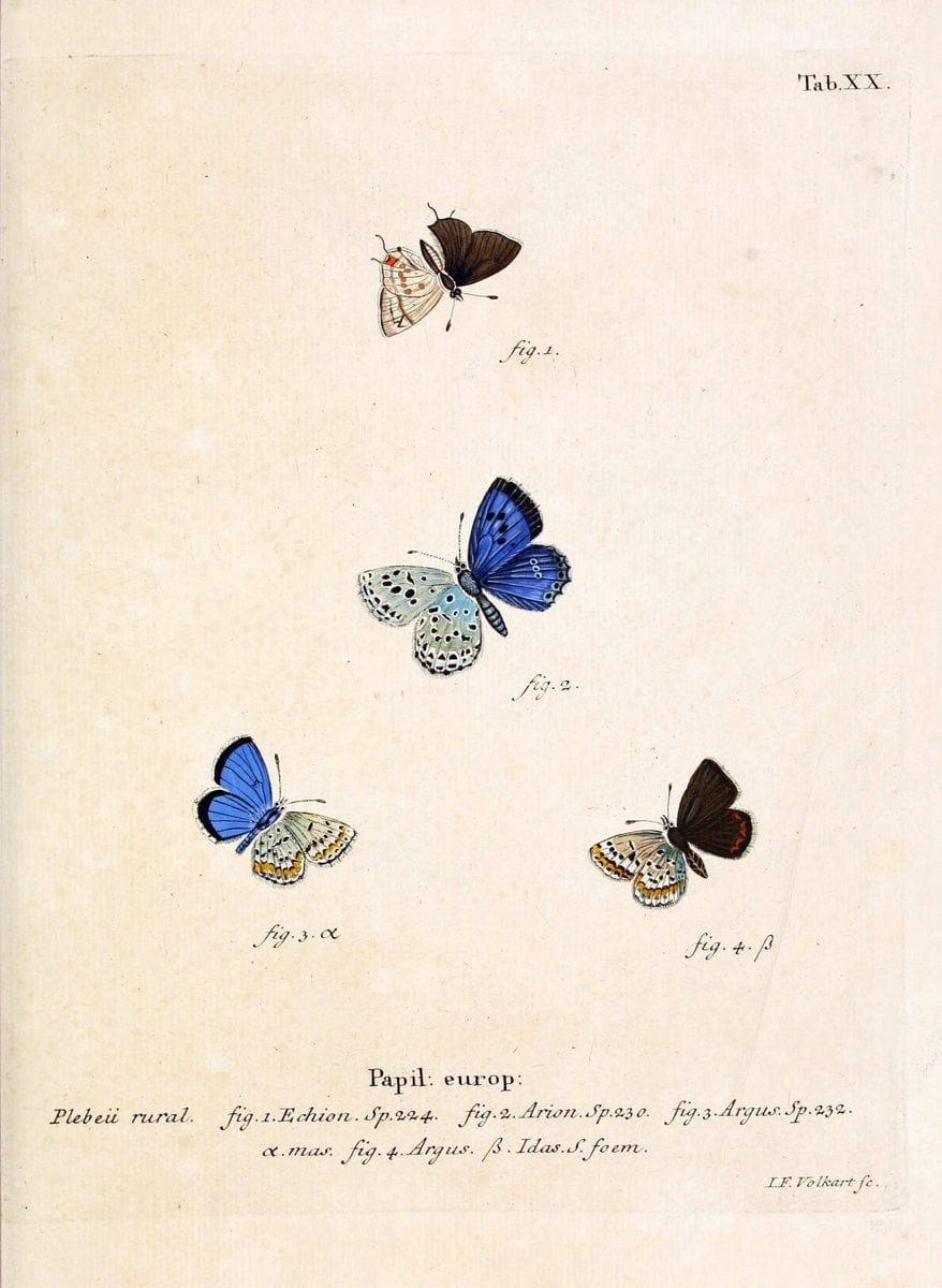 Die Schmetterlinge in Abbildungen nach der Natur. v.1 plates.Leipzig :T.O. Weigel,[1829-1839] | Butterflies Europe Lepidoptera "Pictorial works"  | Vintage Print Reproduction 472572