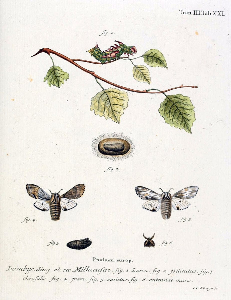 Die Schmetterlinge in Abbildungen nach der Natur /.Leipzig :T.O. Weigel,[1829-1839]. | Butterflies Europe Lepidoptera "Pictorial works" | Vintage Print Reproduction 472573