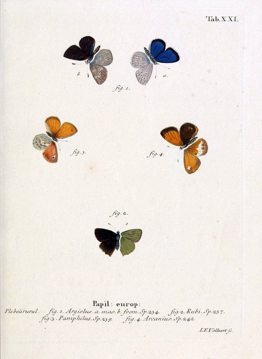 Die Schmetterlinge in Abbildungen nach der Natur. v.1 plates.Leipzig :T.O. Weigel,[1829-1839] | Butterflies Europe Lepidoptera "Pictorial works"  | Vintage Print Reproduction 472574