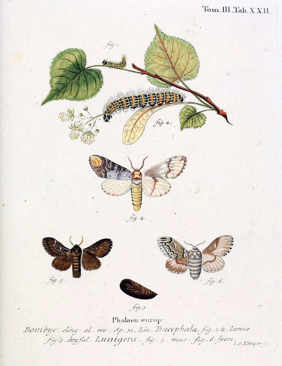 Die Schmetterlinge in Abbildungen nach der Natur /.Leipzig :T.O. Weigel,[1829-1839]. | Butterflies Europe Lepidoptera "Pictorial works" | Vintage Print Reproduction 472575