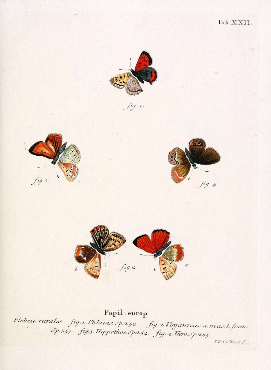 Die Schmetterlinge in Abbildungen nach der Natur. v.1 plates.Leipzig :T.O. Weigel,[1829-1839] | Butterflies Europe Lepidoptera "Pictorial works"  | Vintage Print Reproduction 472576