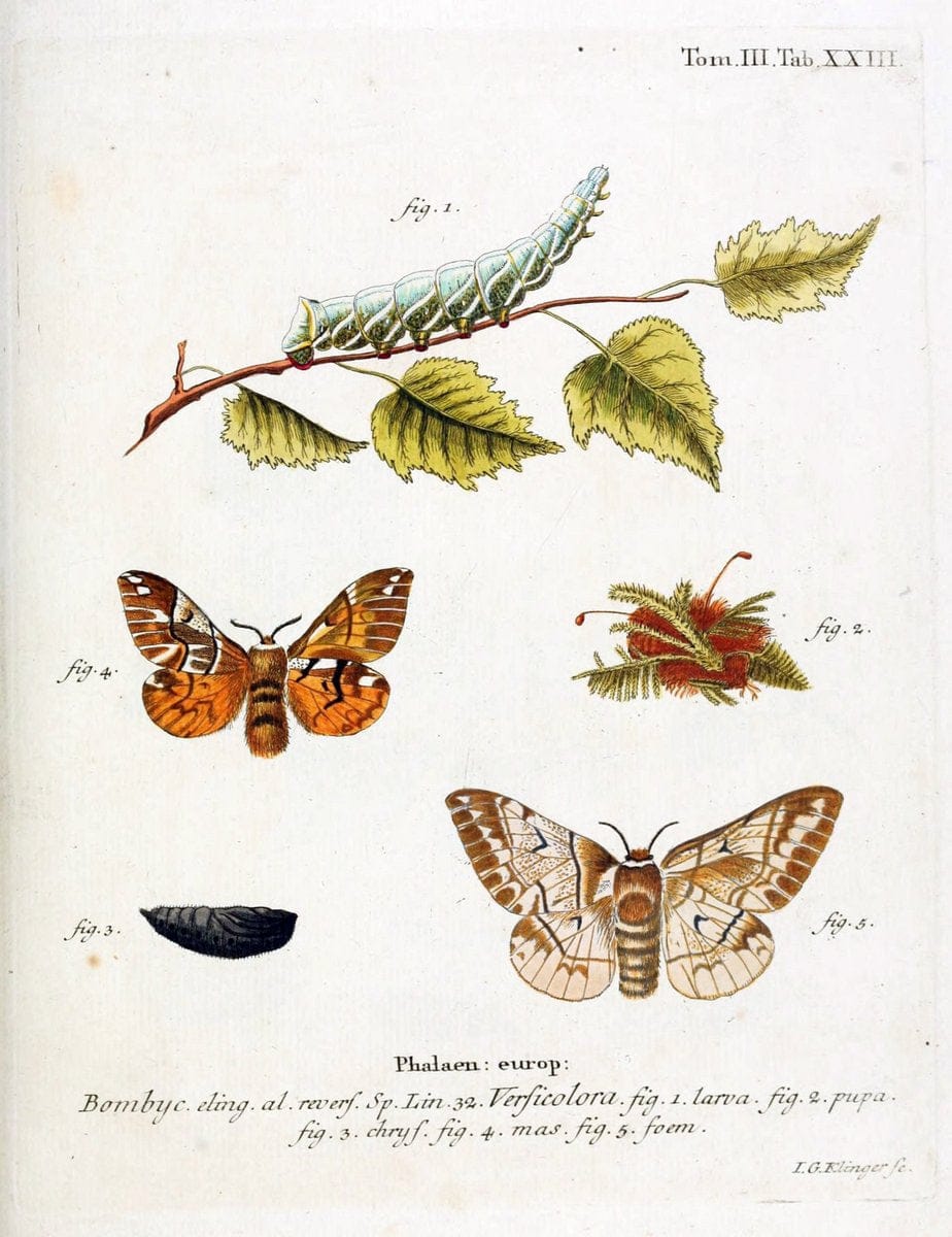 Die Schmetterlinge in Abbildungen nach der Natur /.Leipzig :T.O. Weigel,[1829-1839]. | Butterflies Europe Lepidoptera "Pictorial works" | Vintage Print Reproduction 472577