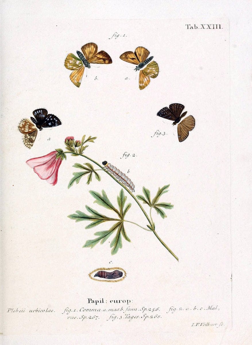 Die Schmetterlinge in Abbildungen nach der Natur. v.1 plates.Leipzig :T.O. Weigel,[1829-1839] | Butterflies Europe Lepidoptera "Pictorial works"  | Vintage Print Reproduction 472578