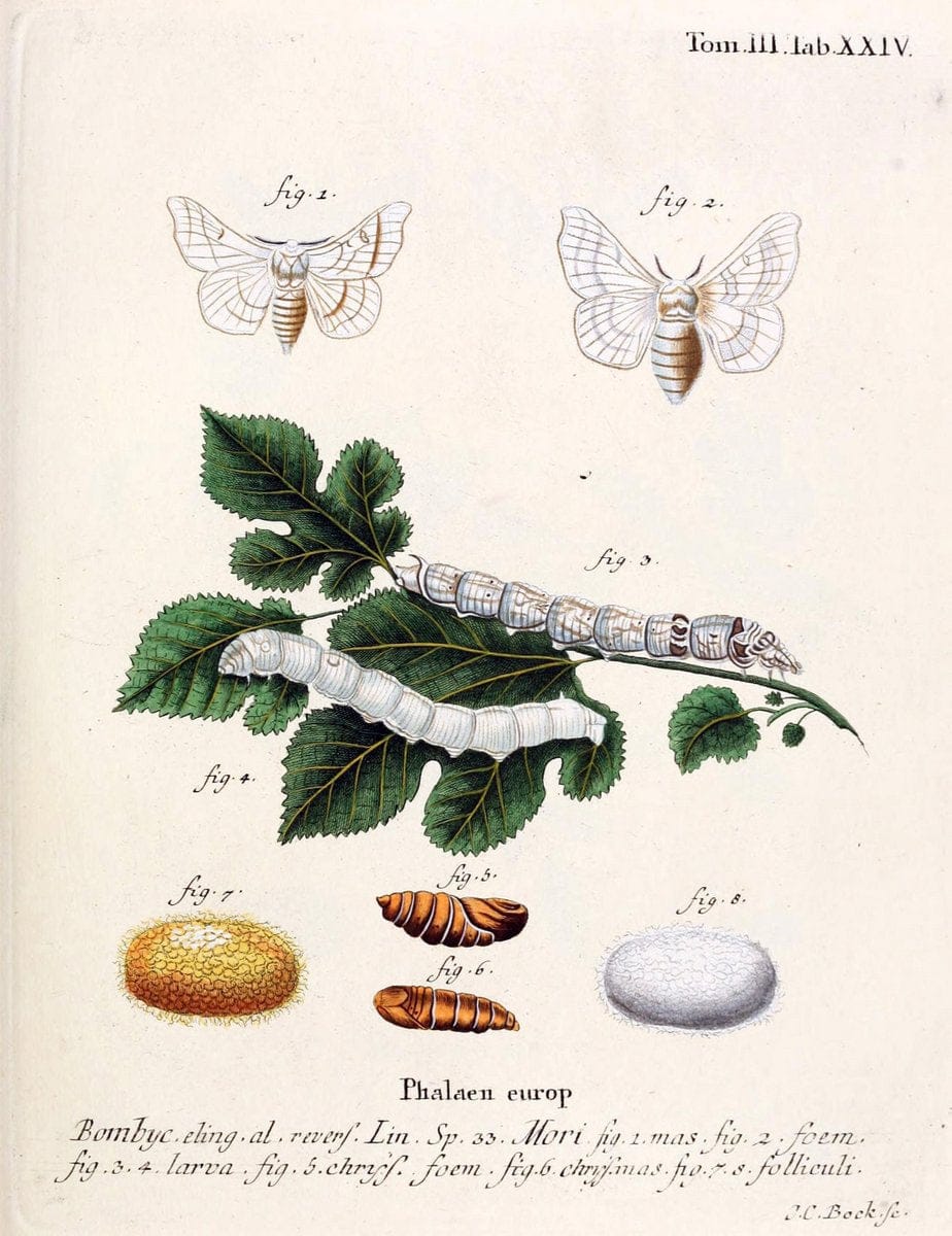 Die Schmetterlinge in Abbildungen nach der Natur /.Leipzig :T.O. Weigel,[1829-1839]. | Butterflies Europe Lepidoptera "Pictorial works" | Vintage Print Reproduction 472579