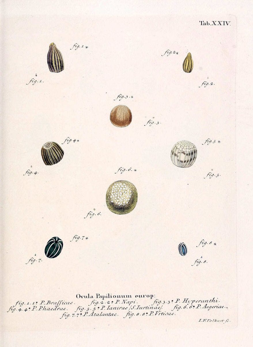 Die Schmetterlinge in Abbildungen nach der Natur. v.1 plates.Leipzig :T.O. Weigel,[1829-1839] | Butterflies Europe Lepidoptera "Pictorial works"  | Vintage Print Reproduction 472580