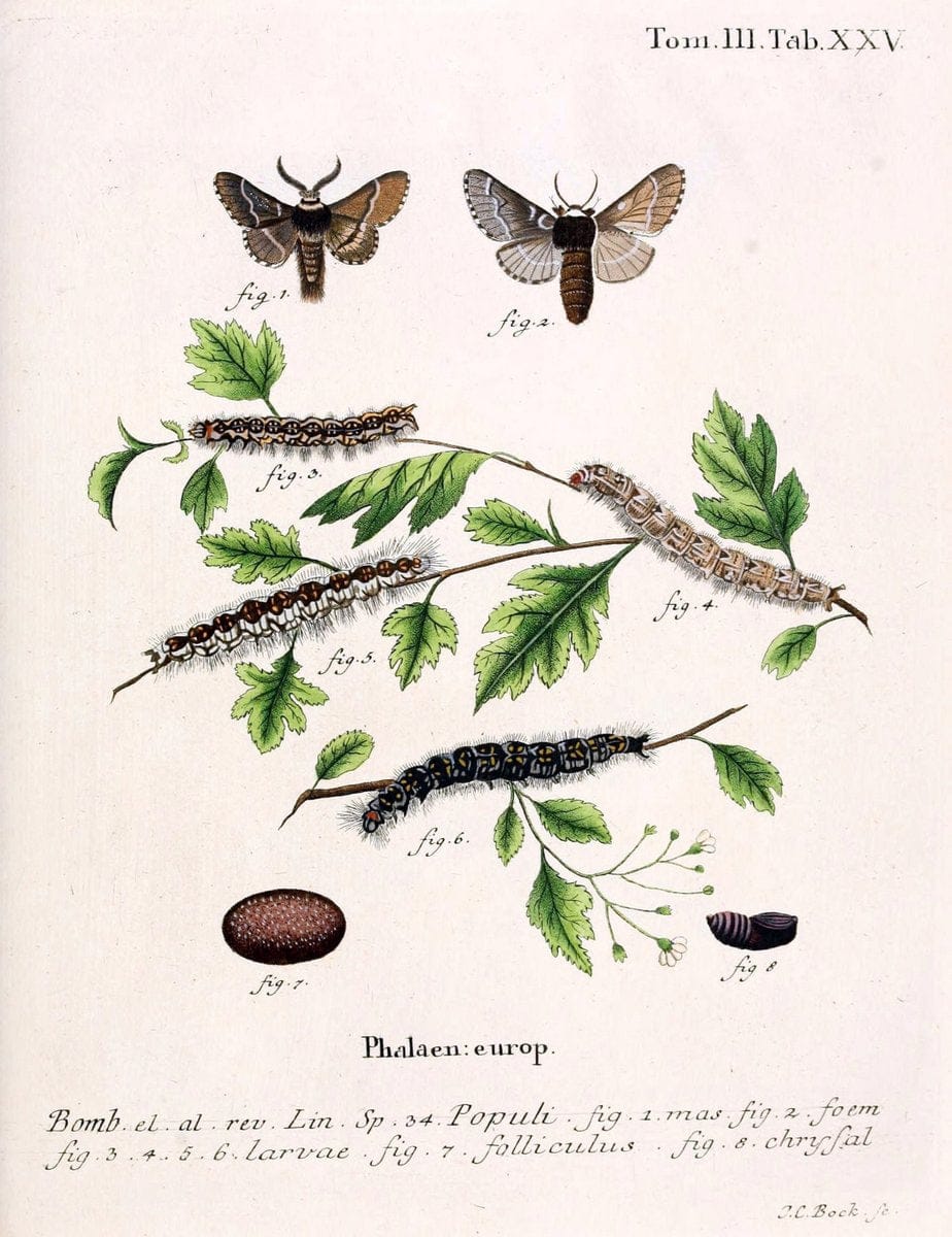 Die Schmetterlinge in Abbildungen nach der Natur /.Leipzig :T.O. Weigel,[1829-1839]. | Butterflies Europe Lepidoptera "Pictorial works" | Vintage Print Reproduction 472581