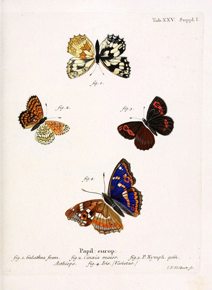 Die Schmetterlinge in Abbildungen nach der Natur. v.1 plates.Leipzig :T.O. Weigel,[1829-1839] | Butterflies Europe Lepidoptera "Pictorial works"  | Vintage Print Reproduction 472582