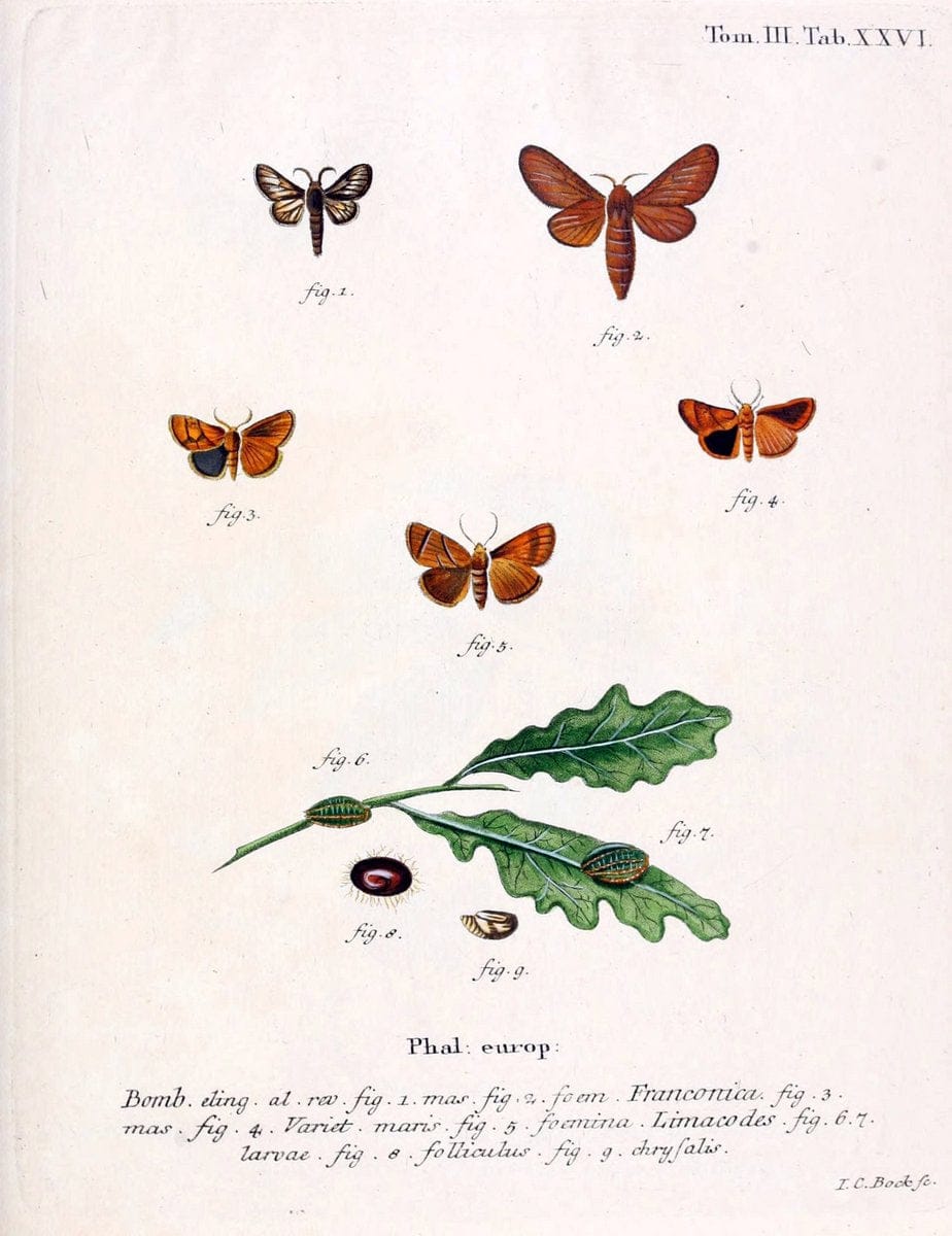 Die Schmetterlinge in Abbildungen nach der Natur /.Leipzig :T.O. Weigel,[1829-1839]. | Butterflies Europe Lepidoptera "Pictorial works" | Vintage Print Reproduction 472583