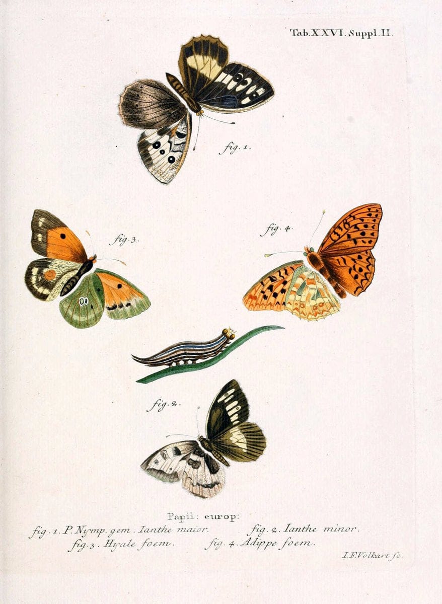 Die Schmetterlinge in Abbildungen nach der Natur. v.1 plates.Leipzig :T.O. Weigel,[1829-1839] | Butterflies Europe Lepidoptera "Pictorial works"  | Vintage Print Reproduction 472584