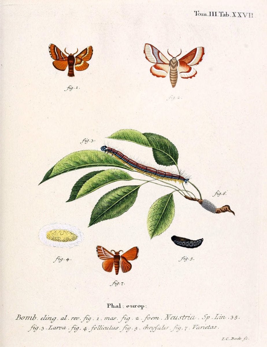 Die Schmetterlinge in Abbildungen nach der Natur /.Leipzig :T.O. Weigel,[1829-1839]. | Butterflies Europe Lepidoptera "Pictorial works" | Vintage Print Reproduction 472585