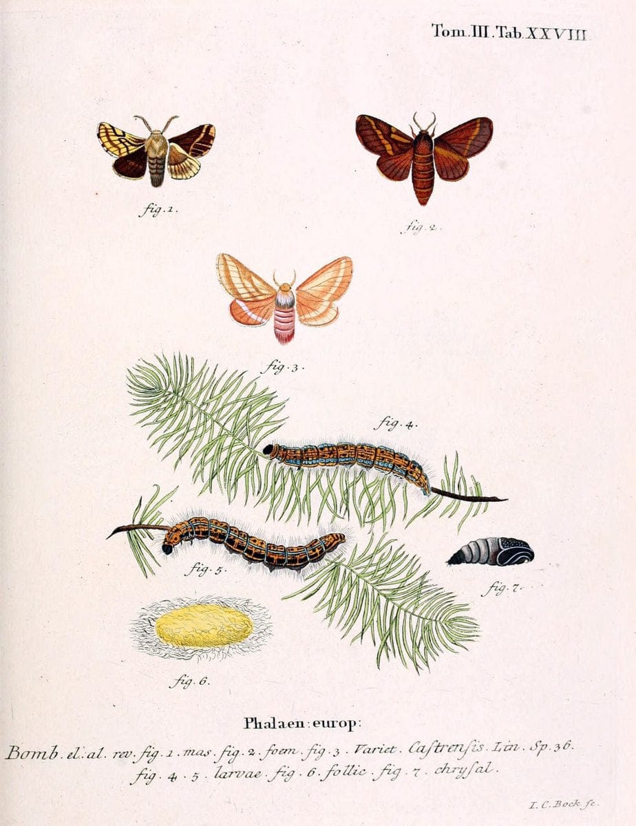 Die Schmetterlinge in Abbildungen nach der Natur /.Leipzig :T.O. Weigel,[1829-1839]. | Butterflies Europe Lepidoptera "Pictorial works" | Vintage Print Reproduction 472587