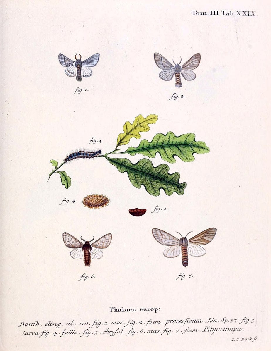 Die Schmetterlinge in Abbildungen nach der Natur /.Leipzig :T.O. Weigel,[1829-1839]. | Butterflies Europe Lepidoptera "Pictorial works" | Vintage Print Reproduction 472589