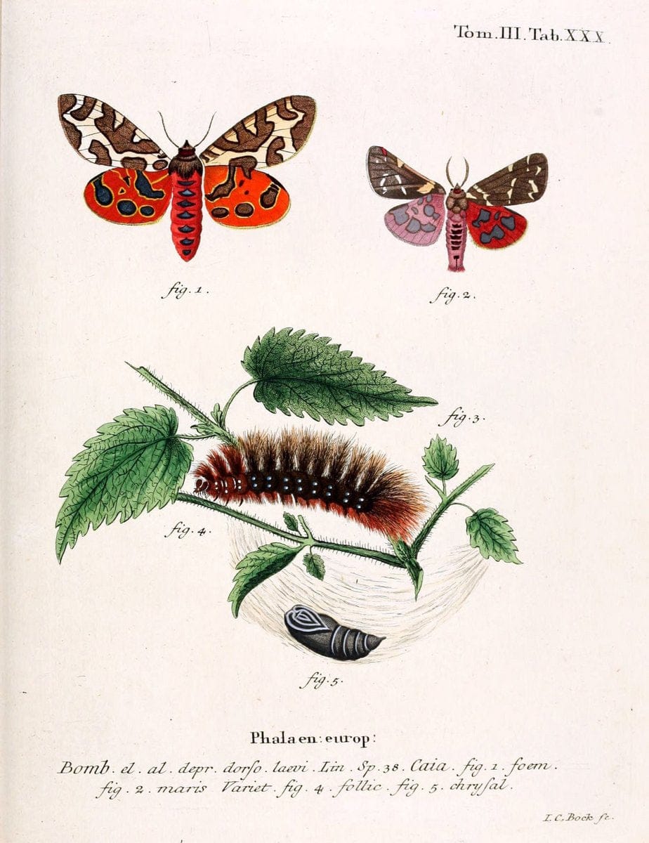 Die Schmetterlinge in Abbildungen nach der Natur /.Leipzig :T.O. Weigel,[1829-1839]. | Butterflies Europe Lepidoptera "Pictorial works" | Vintage Print Reproduction 472590