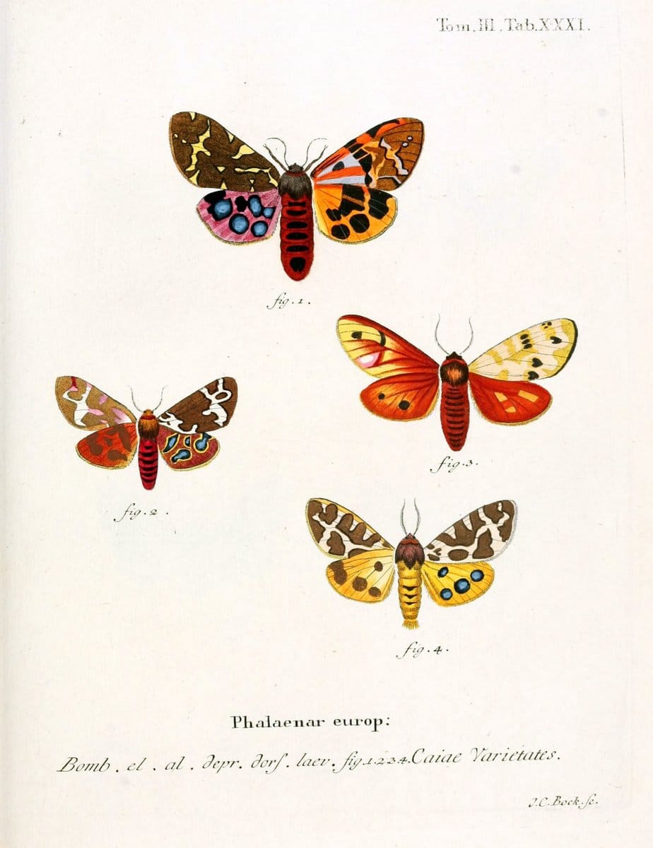 Die Schmetterlinge in Abbildungen nach der Natur /.Leipzig :T.O. Weigel,[1829-1839]. | Butterflies Europe Lepidoptera "Pictorial works" | Vintage Print Reproduction 472591