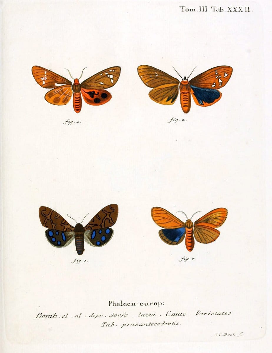 Die Schmetterlinge in Abbildungen nach der Natur /.Leipzig :T.O. Weigel,[1829-1839]. | Butterflies Europe Lepidoptera "Pictorial works" | Vintage Print Reproduction 472592