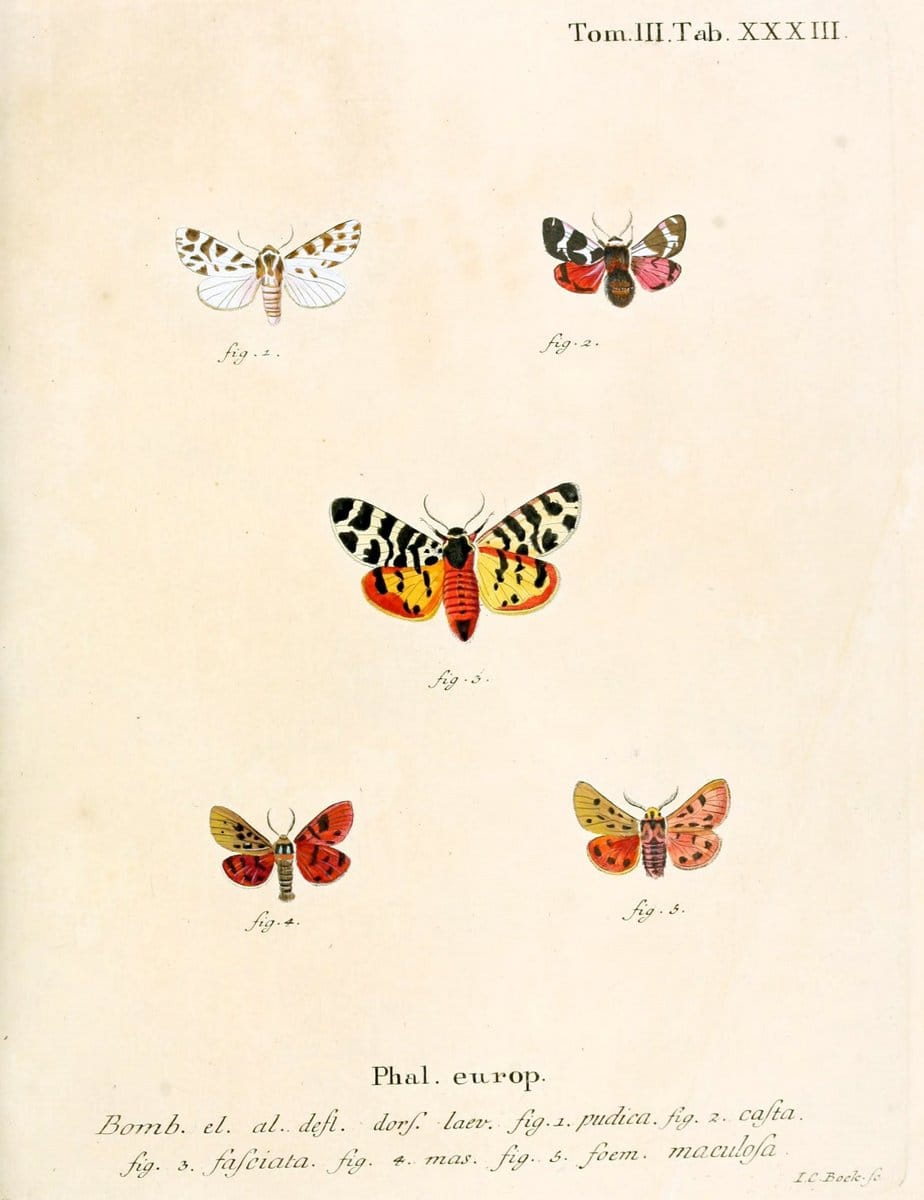 Die Schmetterlinge in Abbildungen nach der Natur /.Leipzig :T.O. Weigel,[1829-1839]. | Butterflies Europe Lepidoptera "Pictorial works" | Vintage Print Reproduction 472593