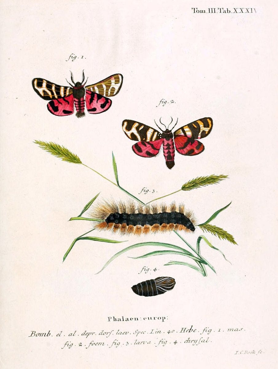 Die Schmetterlinge in Abbildungen nach der Natur /.Leipzig :T.O. Weigel,[1829-1839]. | Butterflies Europe Lepidoptera "Pictorial works" | Vintage Print Reproduction 472594