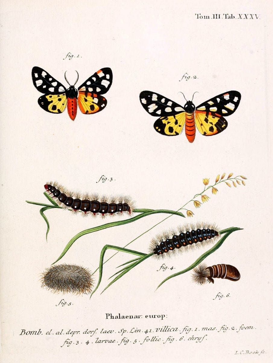 Die Schmetterlinge in Abbildungen nach der Natur /.Leipzig :T.O. Weigel,[1829-1839]. | Butterflies Europe Lepidoptera "Pictorial works" | Vintage Print Reproduction 472595