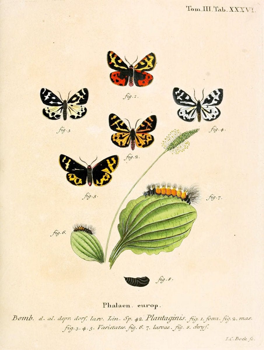 Die Schmetterlinge in Abbildungen nach der Natur /.Leipzig :T.O. Weigel,[1829-1839]. | Butterflies Europe Lepidoptera "Pictorial works" | Vintage Print Reproduction 472596