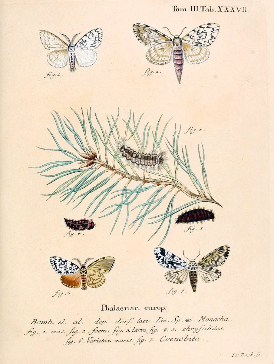 Die Schmetterlinge in Abbildungen nach der Natur /.Leipzig :T.O. Weigel,[1829-1839]. | Butterflies Europe Lepidoptera "Pictorial works" | Vintage Print Reproduction 472597