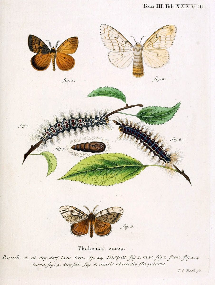 Die Schmetterlinge in Abbildungen nach der Natur /.Leipzig :T.O. Weigel,[1829-1839]. | Butterflies Europe Lepidoptera "Pictorial works" | Vintage Print Reproduction 472598