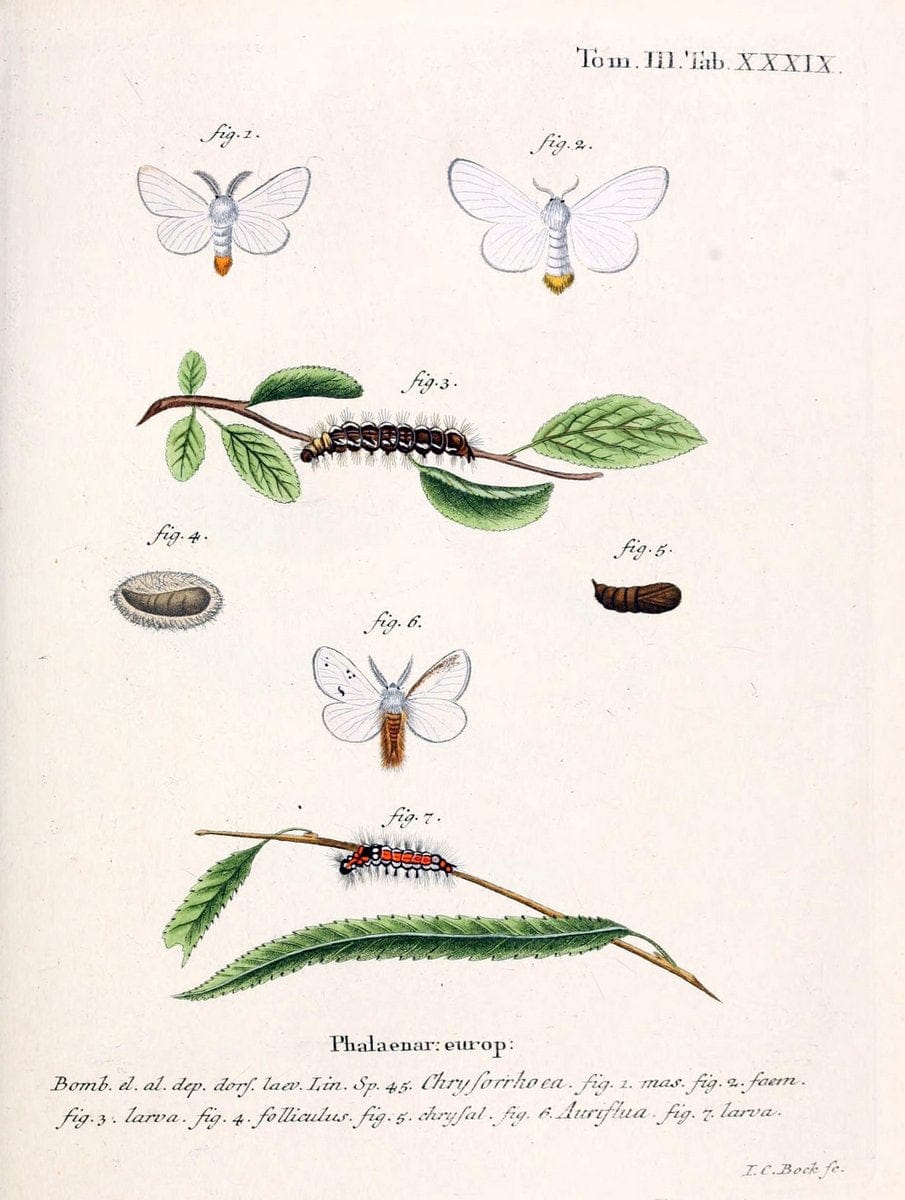 Die Schmetterlinge in Abbildungen nach der Natur /.Leipzig :T.O. Weigel,[1829-1839]. | Butterflies Europe Lepidoptera "Pictorial works" | Vintage Print Reproduction 472599