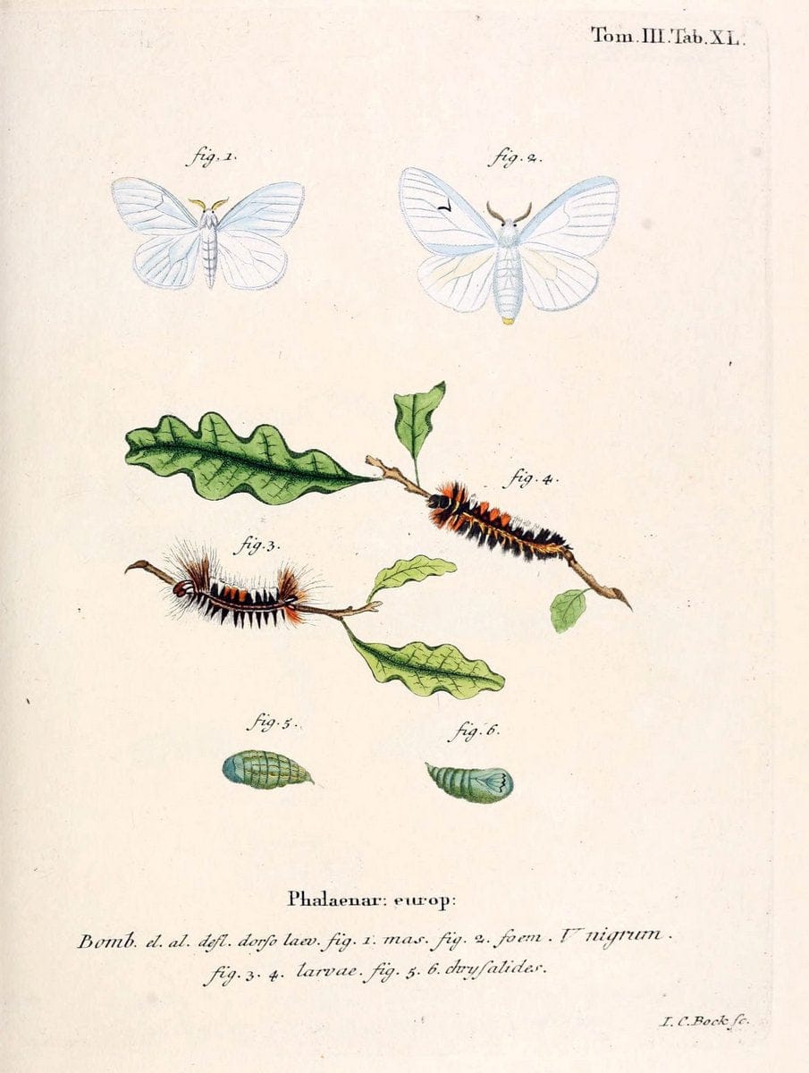 Die Schmetterlinge in Abbildungen nach der Natur /.Leipzig :T.O. Weigel,[1829-1839]. | Butterflies Europe Lepidoptera "Pictorial works" | Vintage Print Reproduction 472600