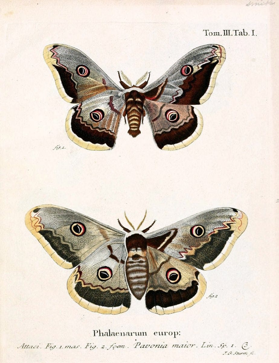 Die Schmetterlinge in Abbildungen nach der Natur /.Leipzig :T.O. Weigel,[1829-1839]. | Butterflies Europe Lepidoptera "Pictorial works" | Vintage Print Reproduction 472601